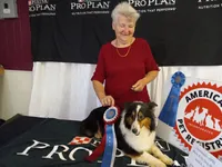 AKC Flint, a male Shetland Sheepdog for sale in Lebanon, MO – 7 of 7
