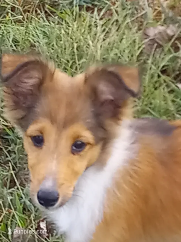 AKC Clemintine  – Shetland Sheepdog puppy for sale in Lebanon, MO