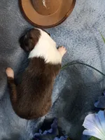  AKC PJ, a male Shetland Sheepdog for sale in Lebanon, MO – 4 of 6