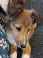 AKC Clemintine , a female Shetland Sheepdog for sale in Lebanon, MO – 1 of 8