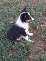 AKC Domino, a male Shetland Sheepdog for sale in Lebanon, MO – 2 of 9