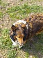 AKC Gypsy rose, a female Shetland Sheepdog for sale in Lebanon, MO – Photo 6 of 7