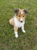 AKC Gypsy rose, a female Shetland Sheepdog for sale in Lebanon, MO – Photo 2 of 7