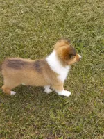 AKC Gypsy rose, a female Shetland Sheepdog for sale in Lebanon, MO – Photo 3 of 7