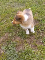 AKC Gypsy rose, a female Shetland Sheepdog for sale in Lebanon, MO – Photo 4 of 7