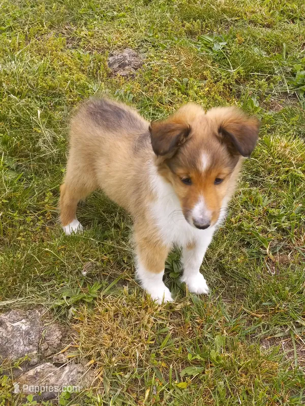 AKC Gypsy rose – Shetland Sheepdog puppy for sale in Lebanon, MO