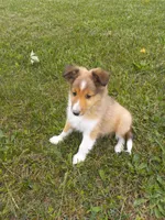 AKC Gypsy rose, a female Shetland Sheepdog for sale in Lebanon, MO – Photo 5 of 7