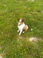 AKC Lucky, a male Shetland Sheepdog for sale in Lebanon, MO – 4 of 8