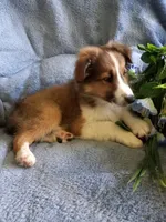 AKC Gismo, a male Shetland Sheepdog for sale in Lebanon, MO – 1 of 7