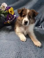 Gismo, a male Shetland Sheepdog for sale in Lebanon, MO – Photo 4 of 6