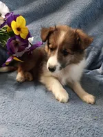 Gismo, a male Shetland Sheepdog for sale in Lebanon, MO – Photo 2 of 6