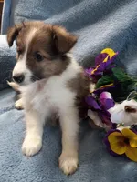 Gismo, a male Shetland Sheepdog for sale in Lebanon, MO – Photo 3 of 6