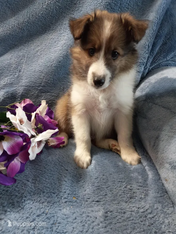 Gismo – Shetland Sheepdog puppy for sale in Lebanon, MO