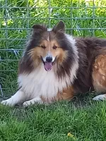 Gismo, a male Shetland Sheepdog for sale in Lebanon, MO – Photo 6 of 6