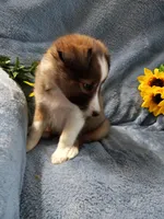 Lucky, a male Shetland Sheepdog for sale in Lebanon, MO – Photo 4 of 6