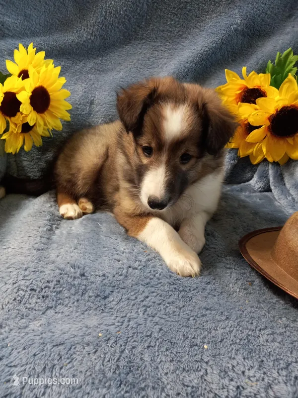 Lucky – Shetland Sheepdog puppy for sale in Lebanon, MO