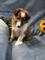 Lucky, a male Shetland Sheepdog for sale in Lebanon, MO – Photo 3 of 6