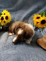Lucky, a male Shetland Sheepdog for sale in Lebanon, MO – Photo 2 of 6