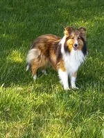  AKC PJ, a male Shetland Sheepdog for sale in Lebanon, MO – 5 of 6