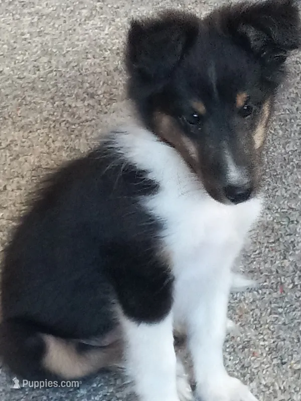 AKC Flint – Shetland Sheepdog puppy for sale in Lebanon, MO