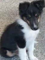 AKC Flint, a male Shetland Sheepdog for sale in Lebanon, MO – 1 of 7