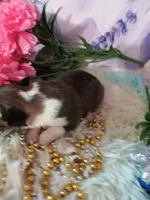 AKC Amber, a male Shetland Sheepdog for sale in Lebanon, MO – 3 of 6