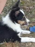 AKC Domino, a male Shetland Sheepdog for sale in Lebanon, MO – 5 of 9