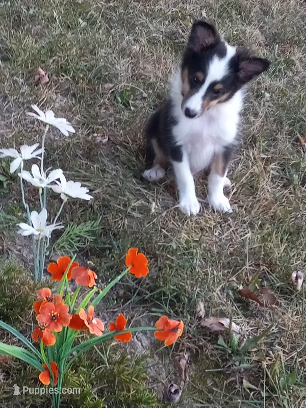 AKC Domino – Shetland Sheepdog puppy for sale in Lebanon, MO