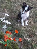 AKC Domino, a male Shetland Sheepdog for sale in Lebanon, MO – 1 of 9