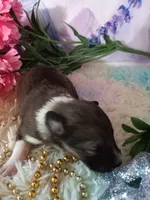 AKC Amber, a male Shetland Sheepdog for sale in Lebanon, MO – 2 of 6