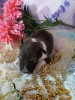 AKC Amber, a male Shetland Sheepdog for sale in Lebanon, MO – 1 of 6