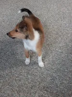 AKC Clemintine , a female Shetland Sheepdog for sale in Lebanon, MO – 4 of 8