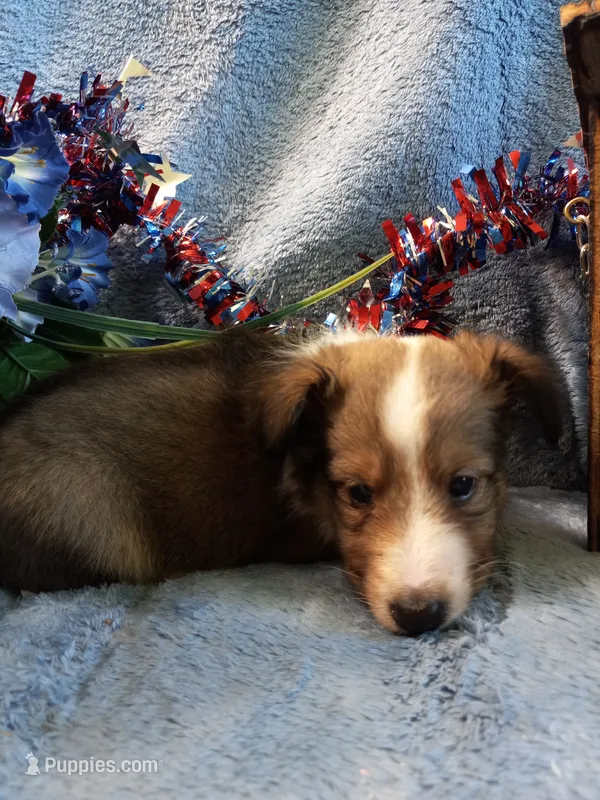  AKC PJ – Shetland Sheepdog puppy for sale in Lebanon, MO