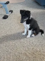 AKC Flint, a male Shetland Sheepdog for sale in Lebanon, MO – 3 of 7