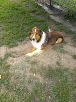 AKC Princess Ginger, a female Shetland Sheepdog for sale in Lebanon, MO – 2 of 2