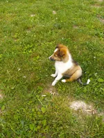 AKC Lucky, a male Shetland Sheepdog for sale in Lebanon, MO – 5 of 8