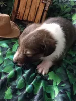 AKC Dakota , a male Shetland Sheepdog for sale in Lebanon, MO – 2 of 8