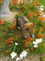 AKC Toby, a male Shetland Sheepdog for sale in Lebanon, MO – 5 of 7
