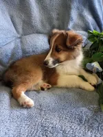 AKC Gismo, a male Shetland Sheepdog for sale in Lebanon, MO – 5 of 7