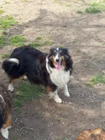 Tessa, a female Shetland Sheepdog for sale in Lebanon, MO – Photo 7 of 7