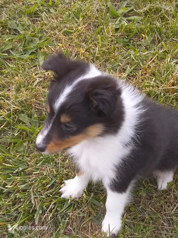 Tessa, a female Shetland Sheepdog for sale in Lebanon, MO – Photo 1 of 7