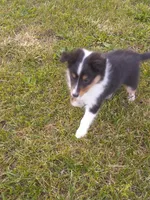 Tessa, a female Shetland Sheepdog for sale in Lebanon, MO – Photo 4 of 7
