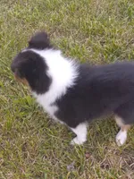 Tessa, a female Shetland Sheepdog for sale in Lebanon, MO – Photo 5 of 7