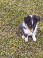 Tessa, a female Shetland Sheepdog for sale in Lebanon, MO – Photo 3 of 7