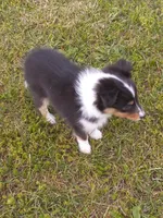 Tessa, a female Shetland Sheepdog for sale in Lebanon, MO – Photo 2 of 7