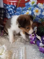 Magic , a female Shetland Sheepdog for sale in Lebanon, MO – Photo 2 of 6