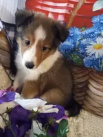 Magic , a female Shetland Sheepdog for sale in Lebanon, MO – Photo 3 of 6