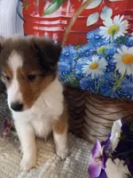 Magic , a female Shetland Sheepdog for sale in Lebanon, MO – Photo 4 of 6