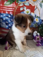 Magic , a female Shetland Sheepdog for sale in Lebanon, MO – Photo 1 of 6