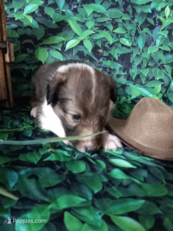 AKC Dakota  – Shetland Sheepdog puppy for sale in Lebanon, MO